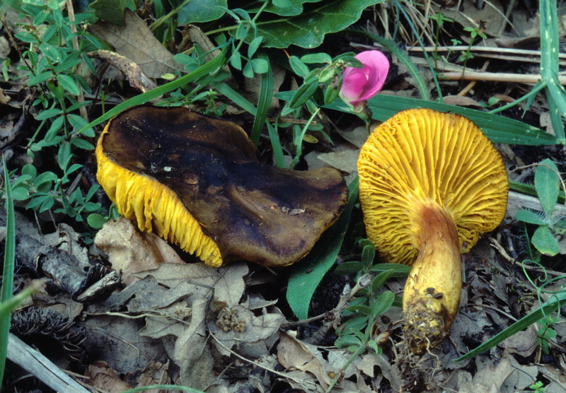 Phylloporus rhodoxanthus -  29.6.2010